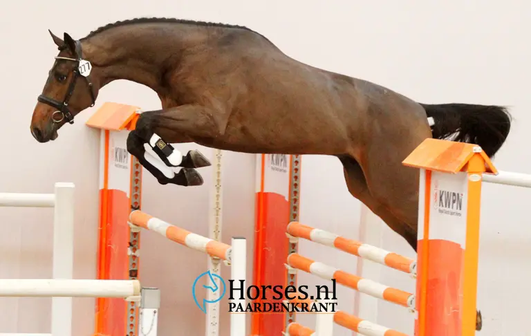 cat-nr-277-vigo-darsouilles-x-libero-h