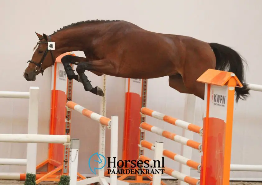 cat-nr-46-canabis-z-x-padinus