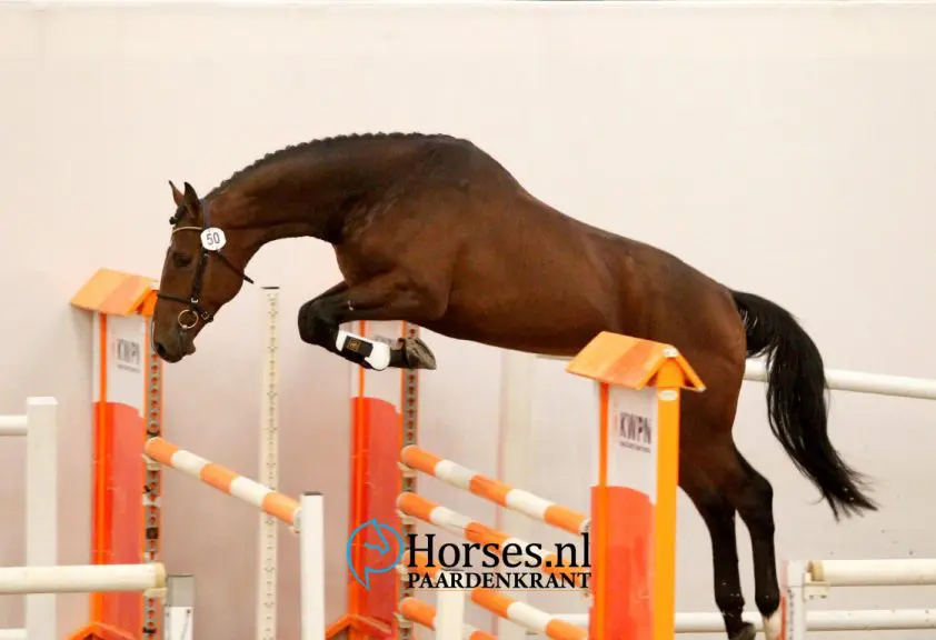 cat-nr-50-cantos-x-cancara