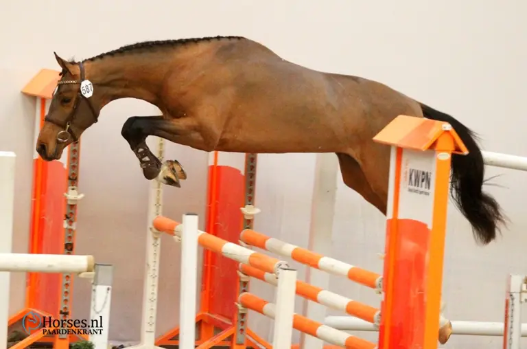 cat-nr-587-big-star-jr-k-z-x-vigo-darsouilles