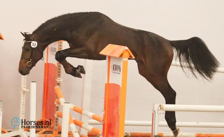 h-93-cosun-x-quintero