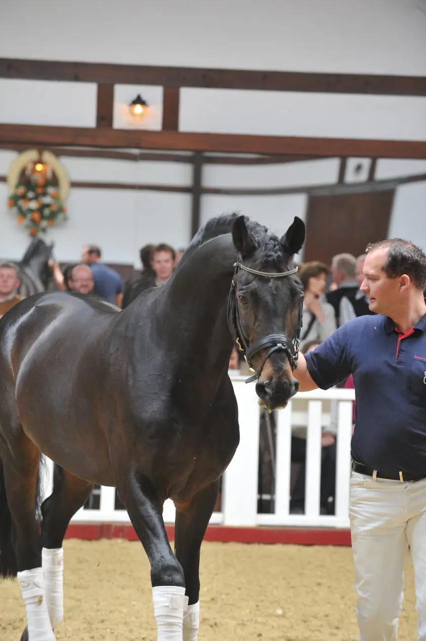 Rubin Royal OLD verslaat De Niro op HorseTelex Ranking featured image