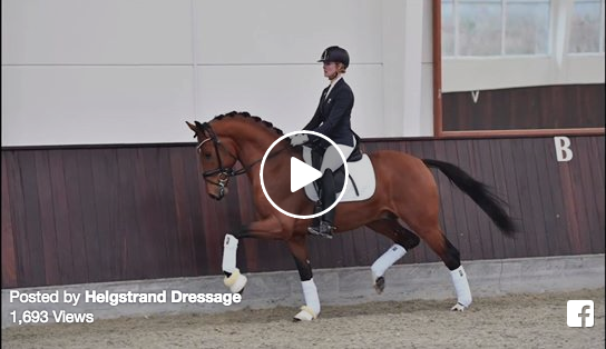 Video van Westfaalse kampioen Valverde onder het zadel featured image