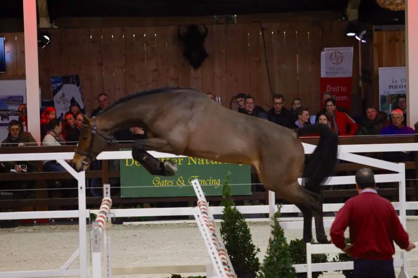 VDL Stud koopt Bisquet Balou-zoon op BWP keuring featured image