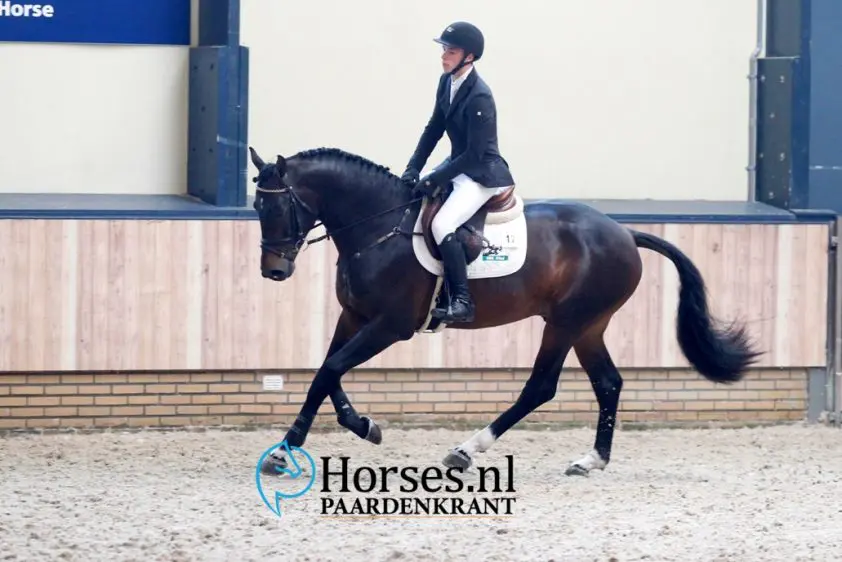 23 springhengsten begonnen aan voorjaarstest featured image