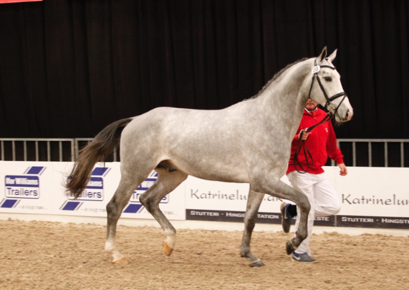 HK Denemarken: Zonen van Kannan, Warrant en Zirocco Blue goedgekeurd featured image