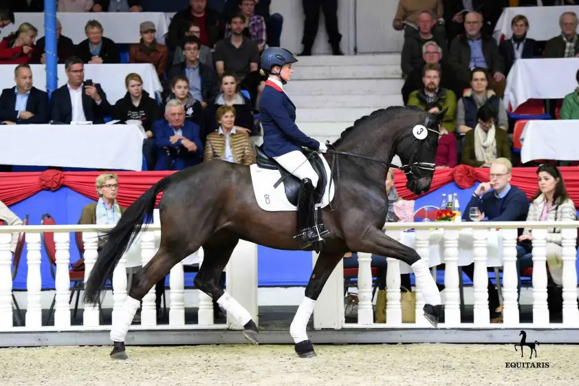 Helgstrand koopt veilingtopper voor 360.000 euro featured image