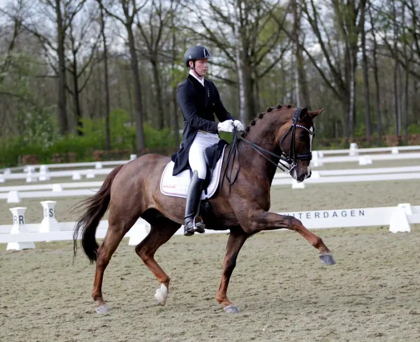 Nederlands dressuurteam voor CHIO Rotterdam bekend featured image