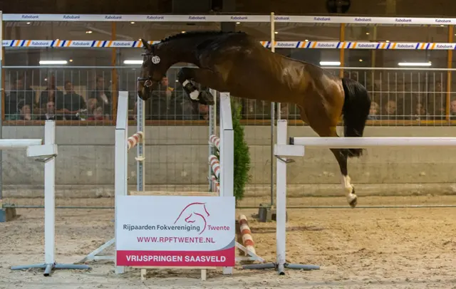 Weer fokproduct van Holkenborg vooraan in Saasveld featured image