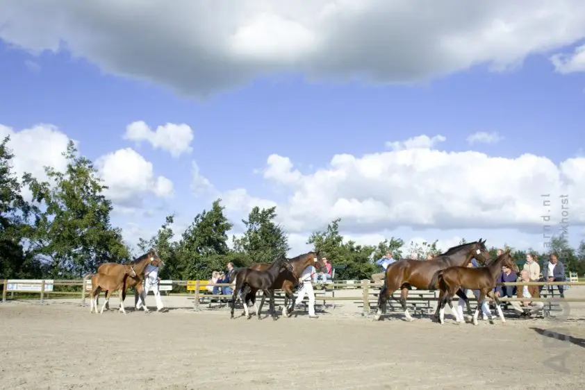 Vijf Centrale Keuringen in Gelderland featured image