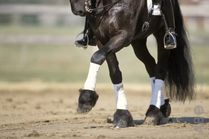 Nieuwe namen in juryteam Friesian Talent Cup 2021/2022 featured image