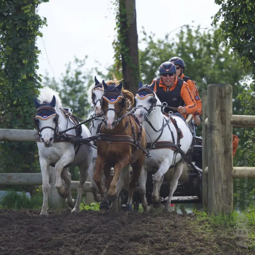 Nederlandse afvaardiging WK mennen pony’s bekend featured image