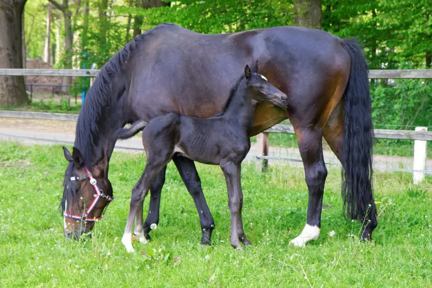 GP-merrie Ruby krijgt merrieveulen van Zonik featured image