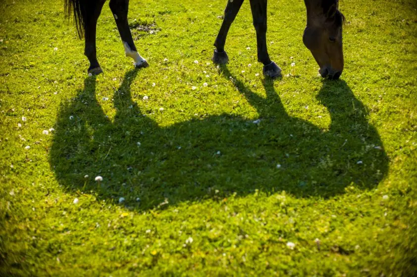 Paard loopt over voetbalveld in Emmen: eigenaar spoorloos featured image