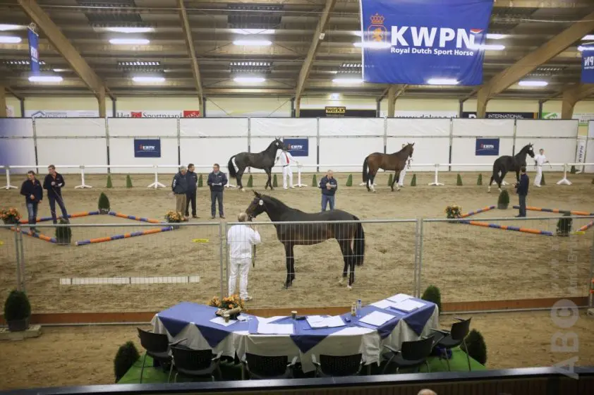 Data eerste bezichtiging KWPN Hengstenselectie bekend featured image