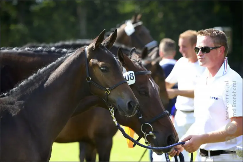 Paardenfokdag Terschuur verplaatst naar 1 augustus featured image