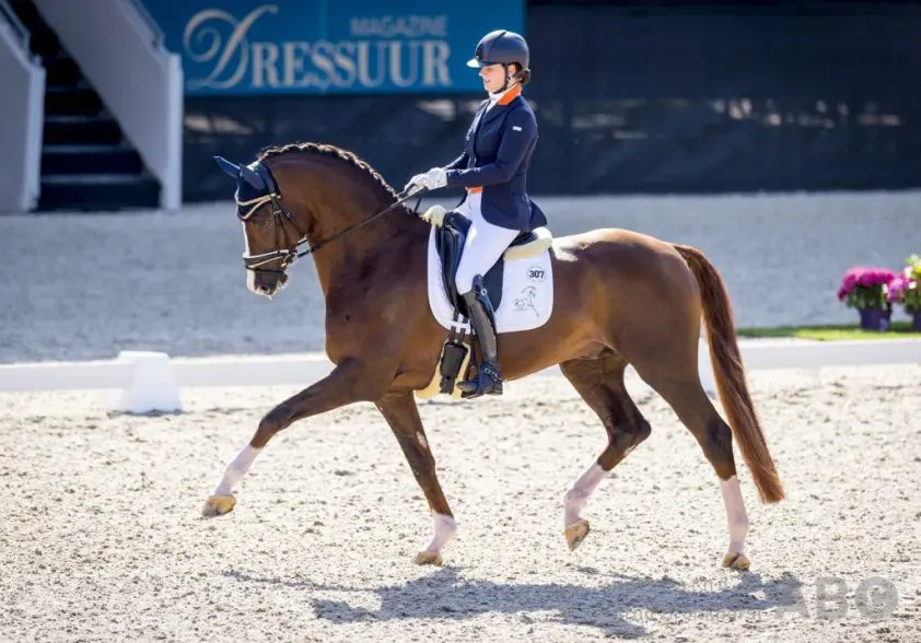 KWPN-hengst Gunner KS na seizoen in Frankrijk weer terug op Gestüt Brune featured image