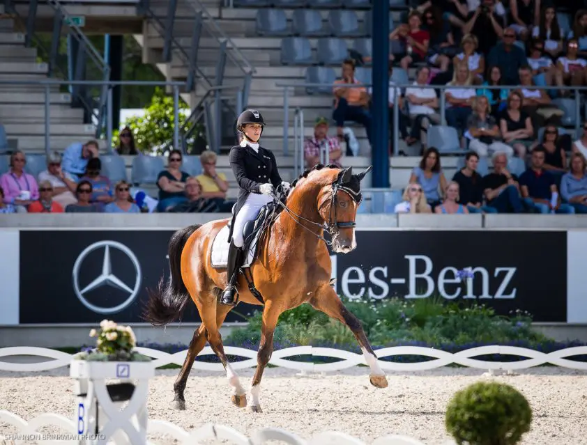 U25-paard MDH Avanti vastgelegd door N.O.P. featured image