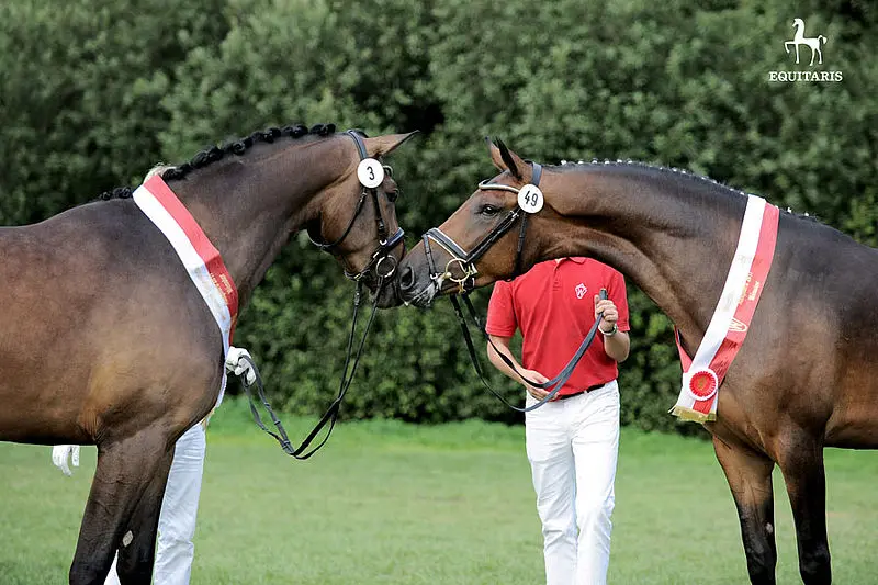 Duits kampioene Ratina B ook in Westfalen vooraan featured image