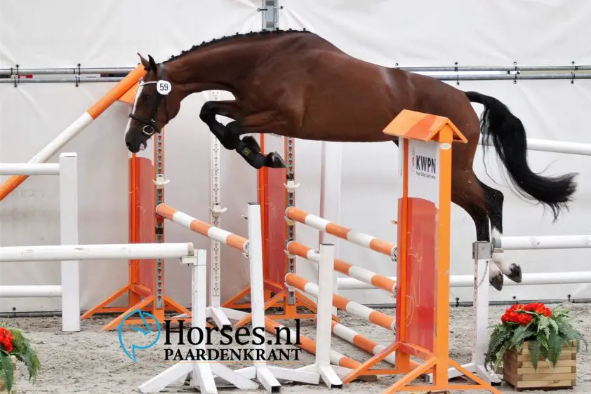 NMK-kampioene Joliciapina slaagt met 81,5 punten featured image