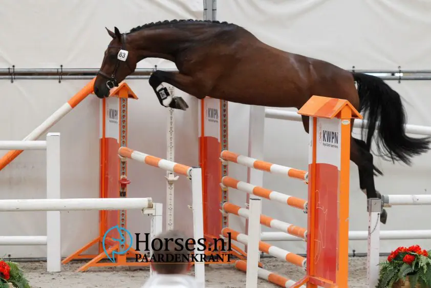 24,5 punt voor Jeetjemina in voorselectie Blom Cup featured image