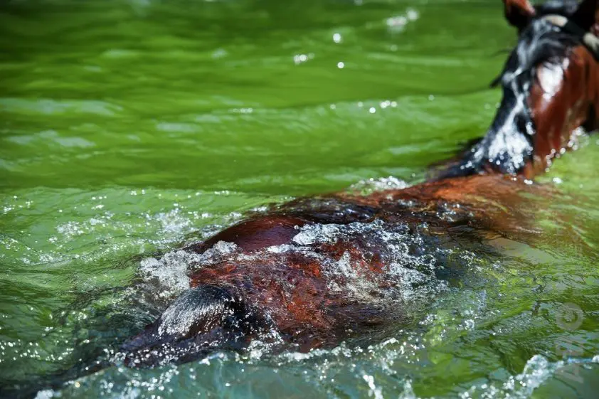 Paard neemt onbedoelde duik in zwembad featured image