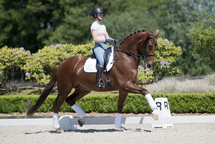 Danielle Houtvast knalt met Alfresco naar nieuw record: ‘Hij trok er super aan’ featured image