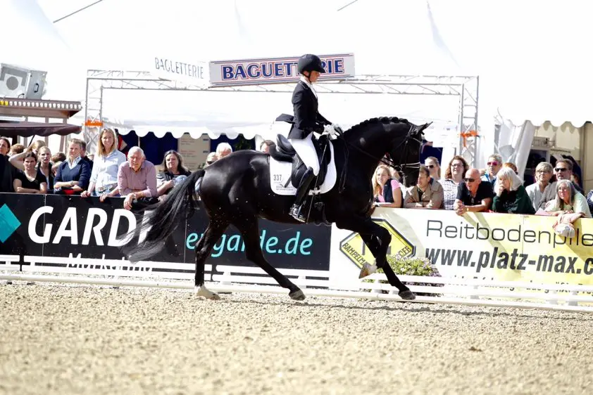 Tegenpolen Devonport en Candy OLD winnen bij vierjarigen featured image