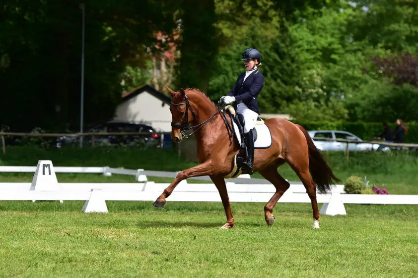 Kiki Pols wint Prix St. Georges met bewuster rijden featured image