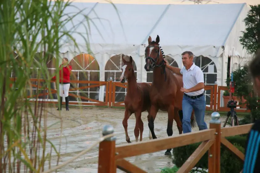Lord Pezi Junior-veulen voor 16.000 euro naar Böckmann featured image