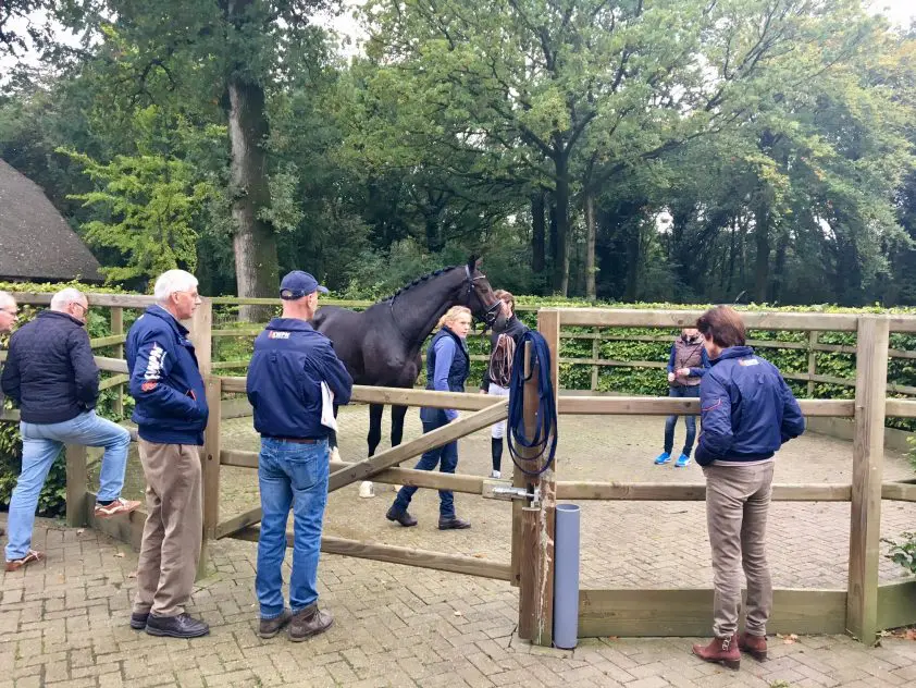Vijf dressuurhengsten veterinair afgewezen featured image