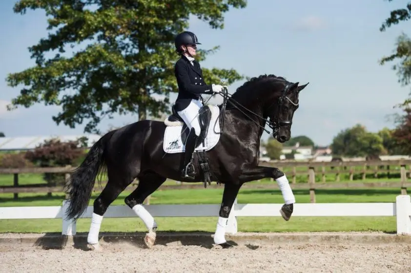 KWPN-hengst Galaxie naar Frankrijk featured image