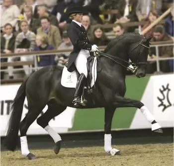 Hofrat Trakehner hengst van het jaar featured image