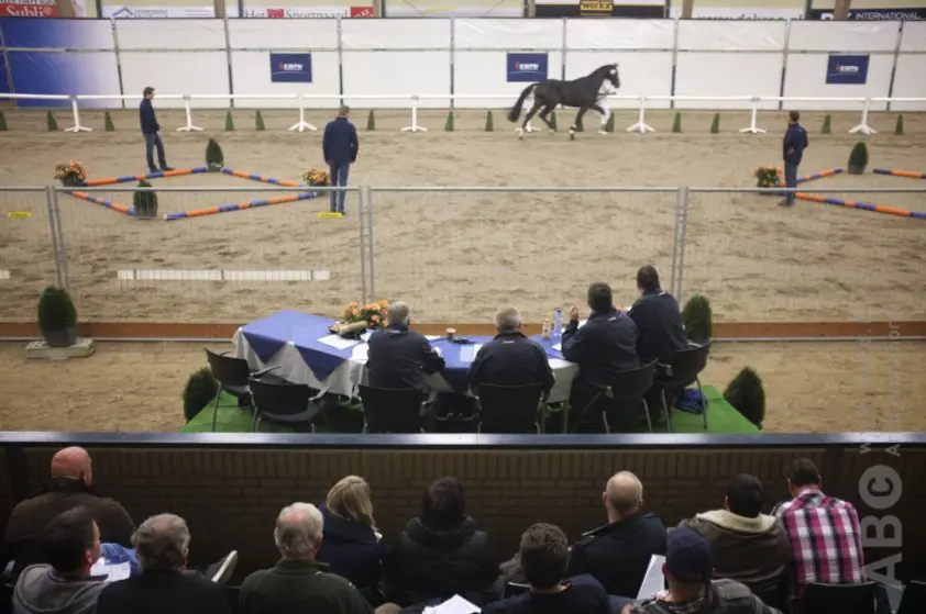 Allereerste KWPN Online Stallion Auction sluit vanavond featured image