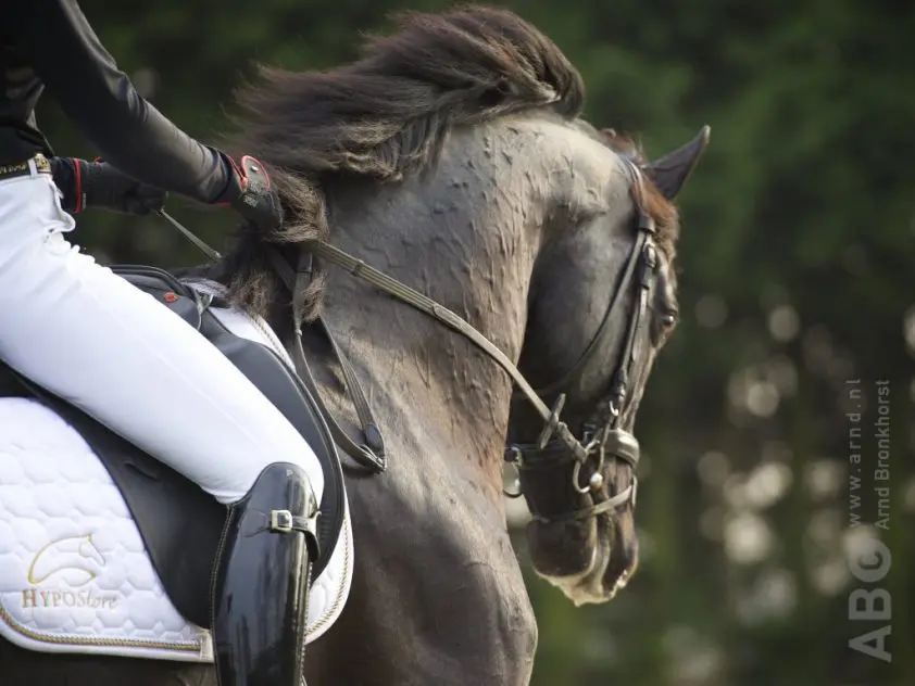 Volle broers winnen goud op Deens Kampioenschap voor Jonge Dressuurpaarden featured image