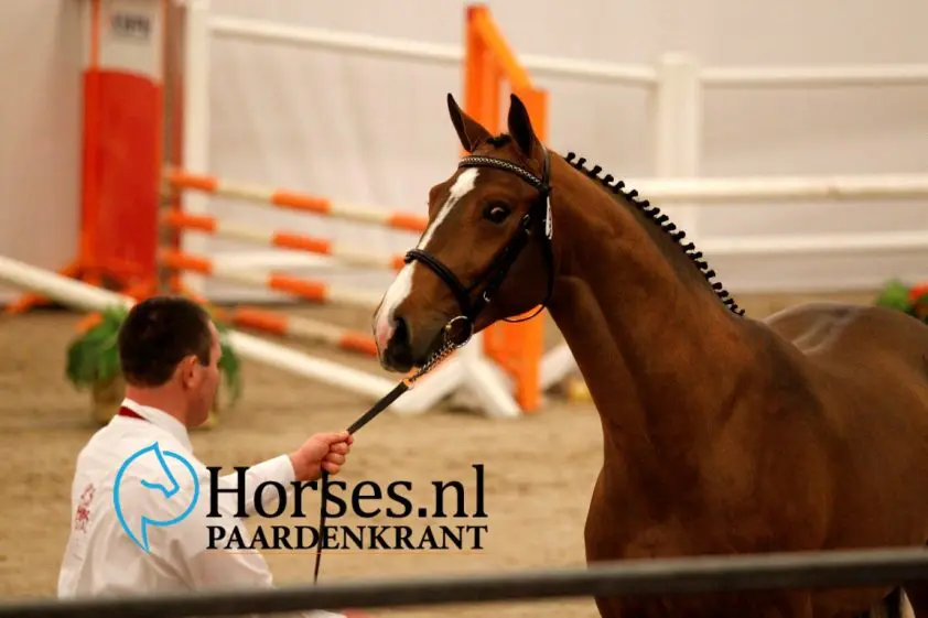 In Beeld: Eerste bezichtiging KWPN dag 2 featured image