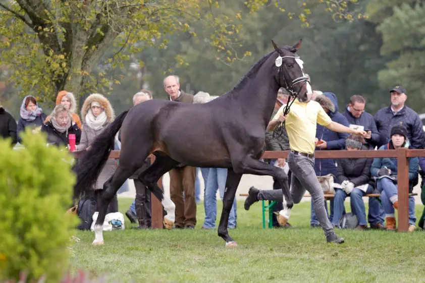 Theo Driessen haalt twee Hannoveraanse hengsten naar Nederland featured image