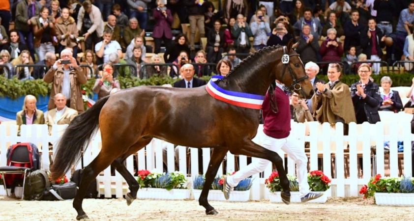 260.000 euro voor Holsteiner kampioen Sandro Junior featured image