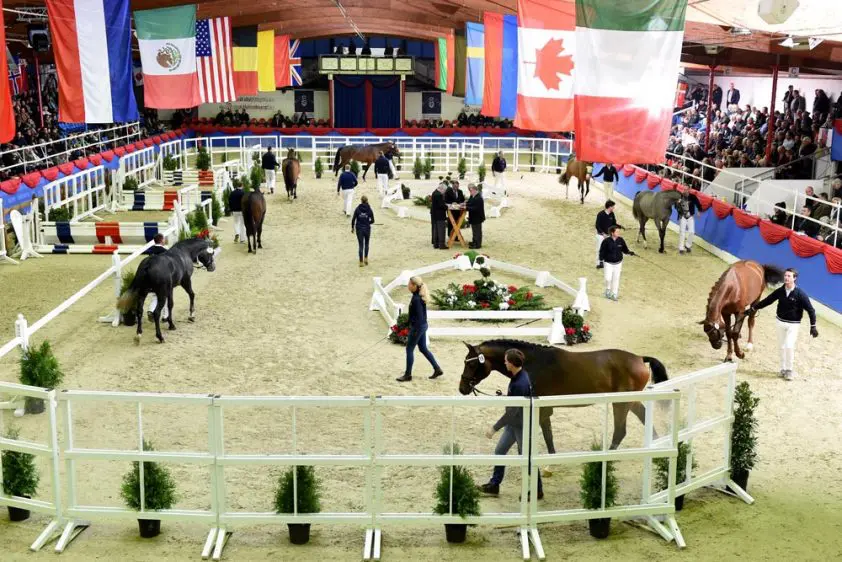 Voorselectie HK Oldenburg: Dynamic Dream hoofdleverancier, veel Nederlandse inbreng featured image
