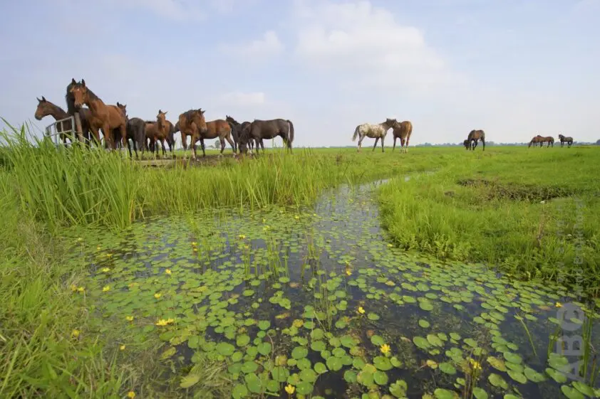 Is slootwater geschikt als drinkwater? featured image