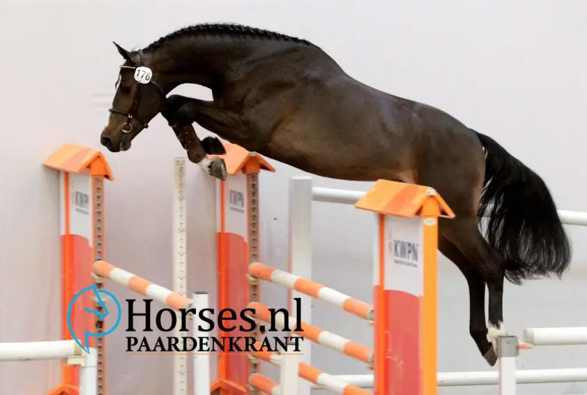 In Beeld: Eerste bezichtiging KWPN dag 6 featured image