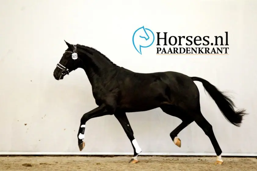 Kwaliteitsvolle laatste dressuurdag levert 29 doorverwijzingen op featured image