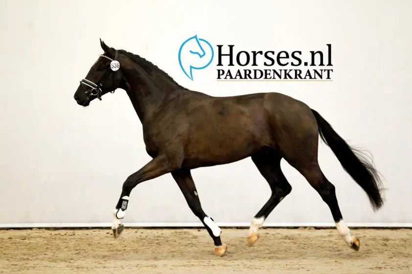 In Beeld: Eerste bezichtiging KWPN dressuurdag 5 featured image