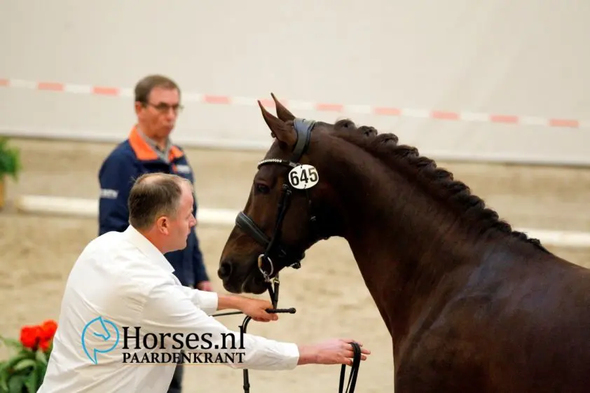 In Beeld: Eerste bezichtiging KWPN dressuurdag 1 featured image