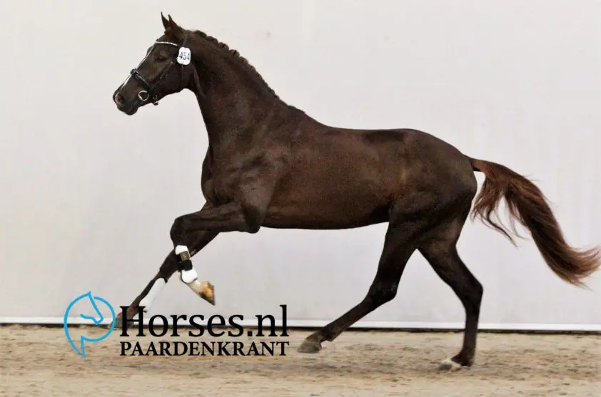 Interessante dag van jonge vaders levert 23 hengsten op featured image