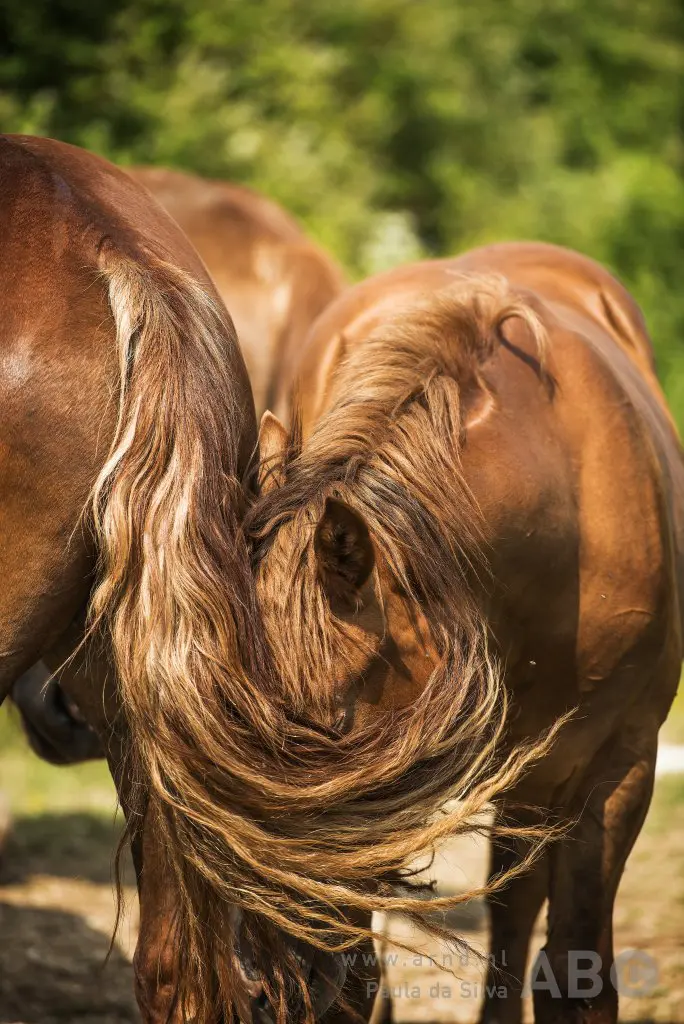 Sieraad featured image