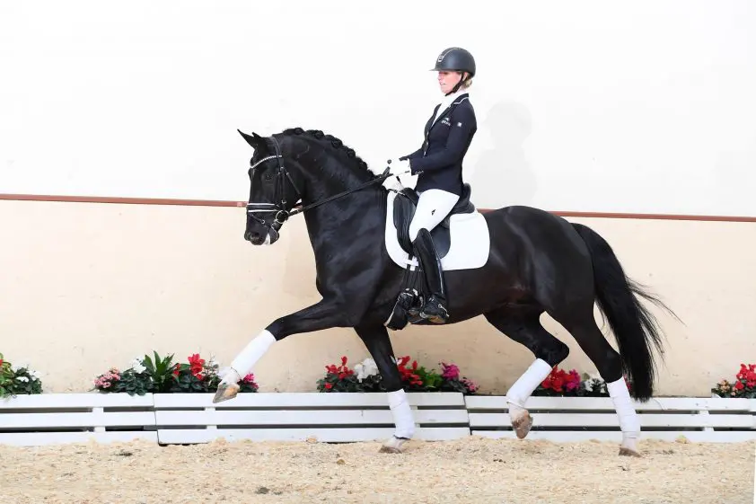 Schockemöhle haalt Total Hope naar Duitsland featured image