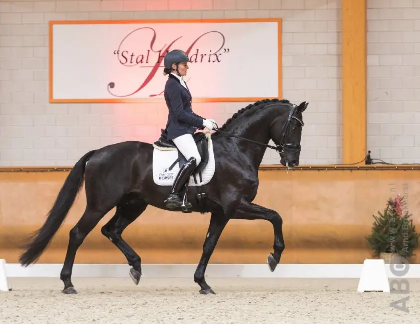 Charlotte Fry met KWPN-hengst Glamourdale klasse apart featured image