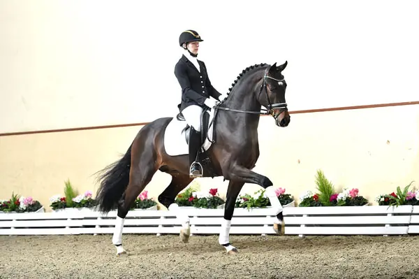 Verkochte For Romance II tweede in Hagen featured image