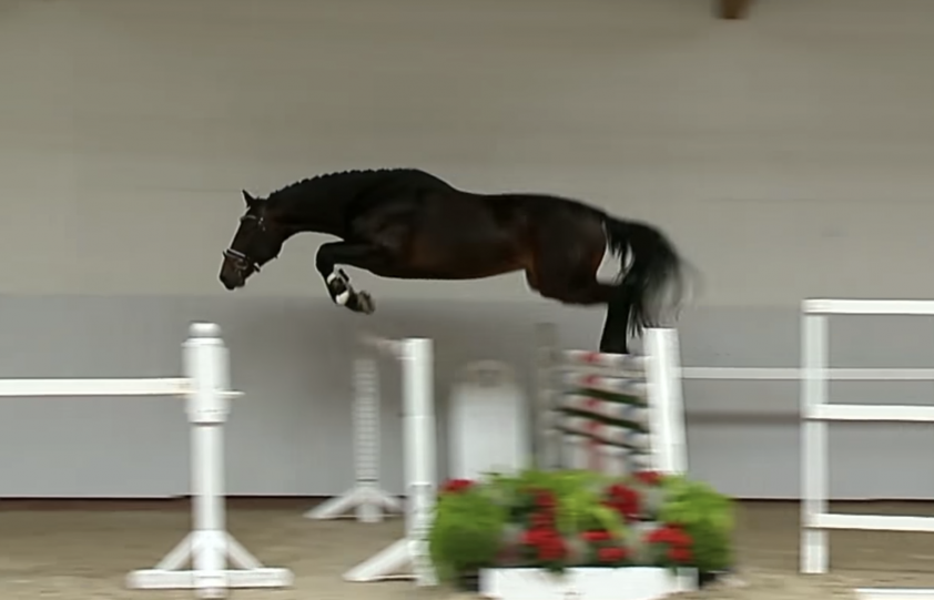 Twee nieuwe hengsten op Stiekema’s Gestüt Appenriede featured image